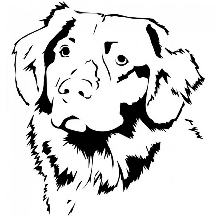 golden_retriever_03.jpg