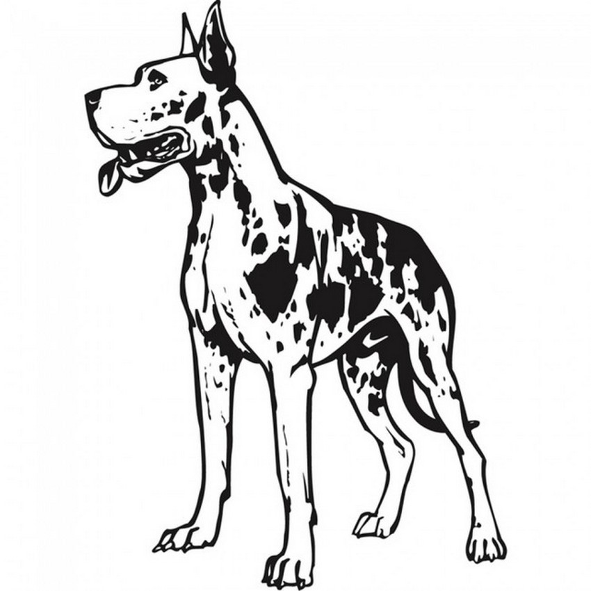 nemet_dog_02.jpg