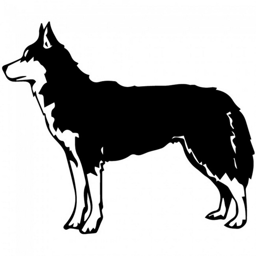 sziberiai_husky_05.jpg